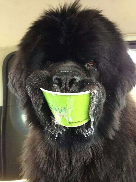 Top 10 Dog Breeds, Newfoundland Puppies, Funny Facebook, Terra Nova, Love My Dog, Newfoundland Dog, Funny Animal Memes, Funny Animal Pictures, Dog Memes