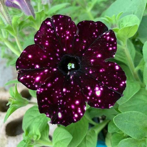 The Night Sky Petunia. A Real Flower Whose Petals Resemble Galaxies Night Sky Petunia, Petunia Flower, Geometry In Nature, Asiatic Lilies, The Night Sky, Nature Images, Purple Flower, Patterns In Nature, Petunias