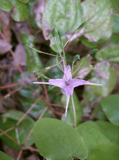 Epimedium grandiflorum Barrenwort, Bishop Popular Diets, Herbal Plants, Muscle Relaxer, Diet Pills, Herbal Remedies, Mother Nature, Health Benefits, Natural Ingredients, Goats