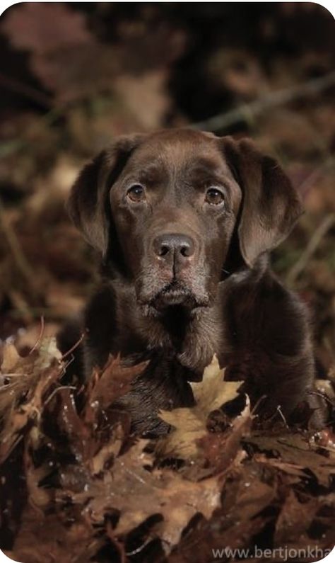 Labrador Noir, Brown Labrador, Labrador Retriever Puppies, Love My Dog, Chocolate Labrador, Lab Puppies, Labrador Puppy, Labrador Retriever Dog, Brown Dog