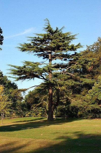 Deodar Cedar, Cedrus Deodara, Sunken Gardens, Nc State University, Planting Design, Cedar Tree, Sunken Garden, Cedar Trees, One With Nature