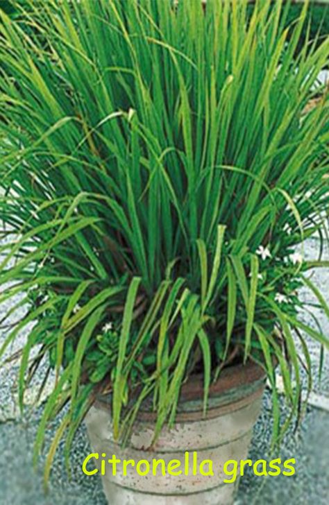 Citronella is one of the most popular plants that contain fragrance in its foliage. Crushed leaves of citronella releases aroma  that helps to repel mosquitoes. Plants That Repel Mosquitoes, Citronella Plant, Plants That Repel Bugs, Growing Marigolds, Hosta Gardens, Mosquito Repelling Plants, Yellow Fever, Fragrant Plant, Fast Growing Trees