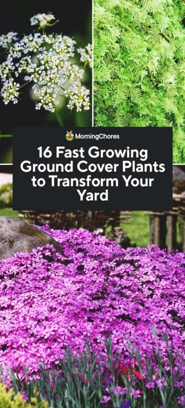 16 Fast Growing Ground Cover Plants to Transform Your Yard Fast Growing Ground Cover, Partial Shade Perennials, Ground Cover Plants Shade, Best Plants For Shade, Garden Front Of House, Fall Perennials, Perennial Ground Cover, Deer Resistant Perennials, Shade Loving Perennials