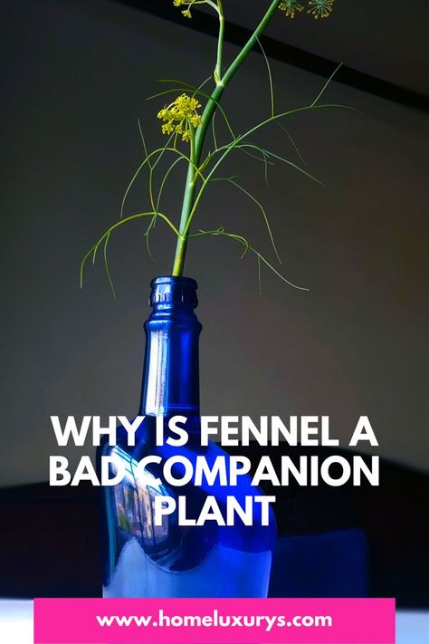 Best fennel companion plants : Why is fennel a bad companion plant what to plant & what to avoid Our guide on fennel companion planting explains why florence is a poor companion plant and how fennel attracts beneficial predator insects. Growing Fennel, Herb Companion Planting, Garden Companion Planting, Compost Tea, Companion Plants, Companion Planting, Fennel, Energy Drink Can, A Bad