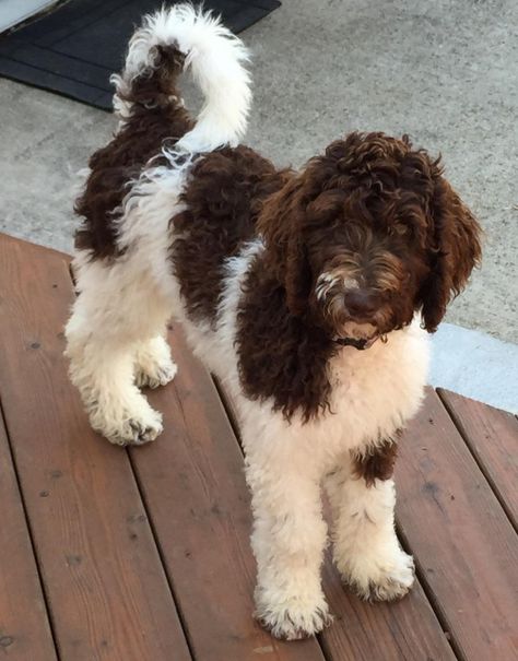 She is a Multigen Medium Parti Goldendoodle. Brown And White Goldendoodle, Parti Goldendoodle, Labradoodle Hair, Brown Goldendoodle, Chocolate Goldendoodle, White Goldendoodle, Brown Labradoodle, White Labradoodle, Medium Goldendoodle