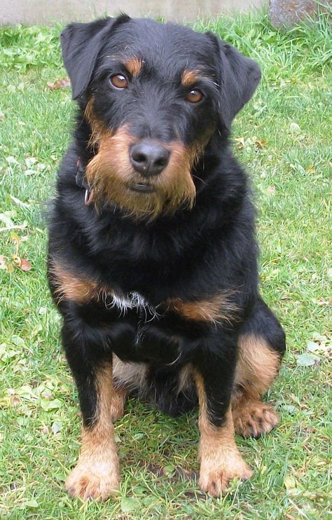 german hunting terrier | , German Hunt Terrier, Irish Black and Tan Jack Russell Terrier ... German Hunting Terrier, Braque Du Bourbonnais, Black And Tan Terrier, German Things, Curly Coated Retriever, Dog Breeds Pictures, Rare Dogs, Alcohol Aesthetic, Calm Dogs