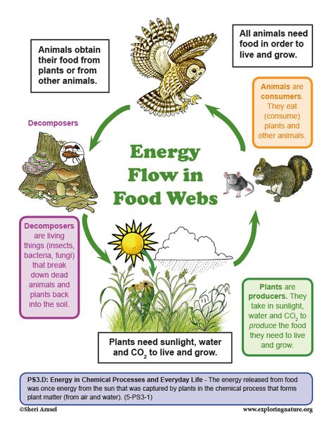 Learn about food webs through simple, fun activities and visual aids on Exploringnature.org Food Webs Projects, Ngss Kindergarten, Behavior Sheet, Floor Plan Symbols, Food Webs, Performance Tasks, Food Web, Science Units, Poster Drawing