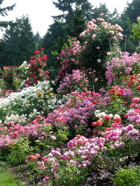 The beautiful and enchanting Portland Rose Gardens Magic Garden, Colorful Roses, Beautiful Flowers Garden, Kew Gardens, Gorgeous Gardens, Garden Cottage, Country Gardening, Types Of Flowers, Rose Garden