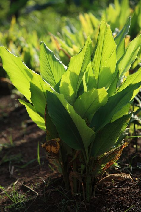 Turmeric Grow Tumeric, Herbs For Tea, Hibiscus Image, Pepper Companion Plants, Grow Turmeric, Turmeric And Ginger, Growing Ginger, Gardening Zones, Greenhouse Growing