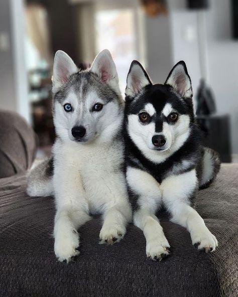 Alaskan Klee Kai | Arrow&Lily, they are 3 weeks apart and from 2 different breeders | Facebook Service Dogs Breeds, Alaskan Klee Kai, Service Dog, Service Dogs, Dog Breed, 3 Weeks, Small Dogs, Dog Breeds, Cute Dogs