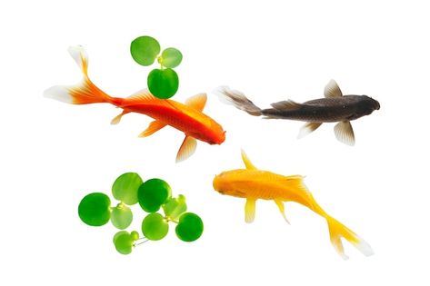 Iphone Layouts, Art Fish, Fish Swimming, Koi Fish, Top View, Premium Photo, Koi, Black Backgrounds, Fish Pet