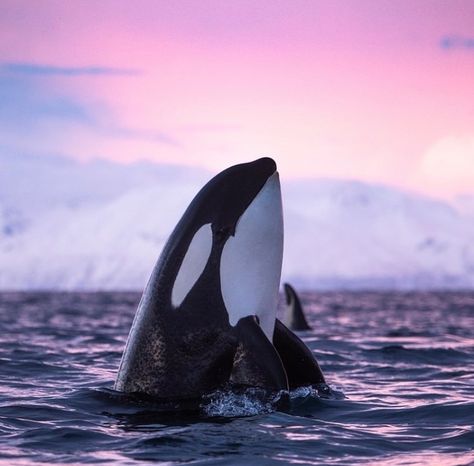 Wild Animals Photography, Orca Whale, Beautiful Sea Creatures, Orca Whales, Marine Conservation, Ocean Conservation, Oceans Of The World, Marine Mammals, Killer Whales