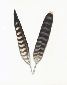 three striped falcon feathers | Tattoo | Pinterest | Falcons ... Feathers Tattoo, Falcon Feather, Angel 11, Falcon Logo, Peregrine Falcon, Feather Tattoo, Feather Tattoos, Peregrine, Tattoo Sleeve Designs