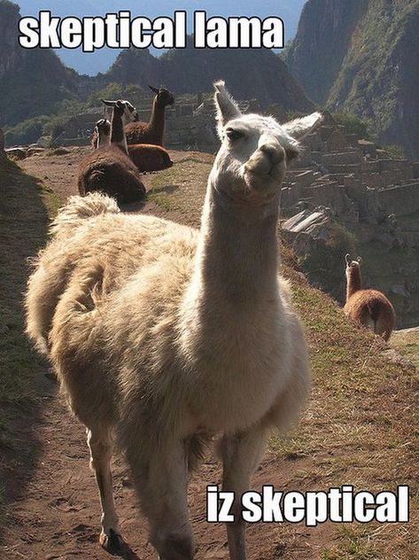 19 Hilarious Llama Pics and Memes   #funnyllama #llamamemes #funnyanimals #animalpics #animalmemes Llama Quote, Alpaca Funny, Llama Pictures, Llama Face, Funny Llama, Cute Alpaca, Llama Drama, Llama Alpaca, Funny Animal Memes