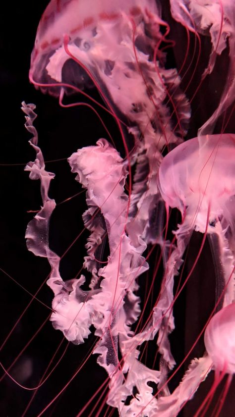 Colorful Jellyfish Wallpaper, Pink Jellyfish Wallpaper, Jellyfish Pictures, Jellyfish Wallpaper, Jellyfish Aquarium, Pink Jellyfish, Iphone Dynamic Wallpaper, Wallpapers For Mobile Phones, Retro Wallpaper Iphone