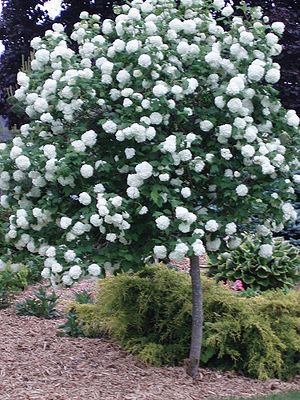 How to Grow Snowball Trees: 5 Steps (with Pictures) - wikiHow Viburnum Snowball Trees, Chinese Snowball Viburnum, Snowball Bushes, Viburnum Shrub, Snowball Tree, Snowball Viburnum, Grow Garden, Small City Garden, Yard Plants