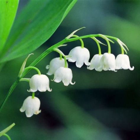 PRICES MAY VARY. 5 Lily of the Valley Bulbs for Planting Lilies Flower Bulbs Bulk Roots Perennial 5 Lily of the Valley Bulbs for Planting Lilies Flower Bulbs Bulk Roots Perennial Hair Conditioner Bar, Spring Perennials, Seeds Color, Lily Of The Valley Flowers, Valley Flowers, Unique Plants, Bulb Flowers, Sweet Scents, Sweet Floral