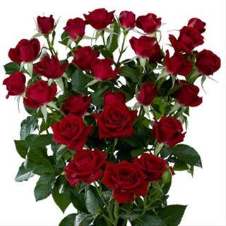 Rubicon - Spray Rose - Roses - Flowers by category | Sierra Flower Finder Red Spray Rose, Calla Lily Colors, Magnolia Bouquet, Mini Calla Lilies, Roses Valentines Day, Wedding Flowers Peonies, Calla Lily Flowers, Wholesale Roses, Ranunculus Flowers