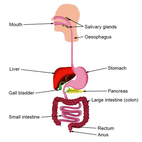 Alimentary Canal Notes, Human Alimentary Canal Diagram Drawing, Alimentary Canal Diagram, Math Charts, Revision Notes, Biology Lessons, Teaching Biology, Large Intestine, Body Systems