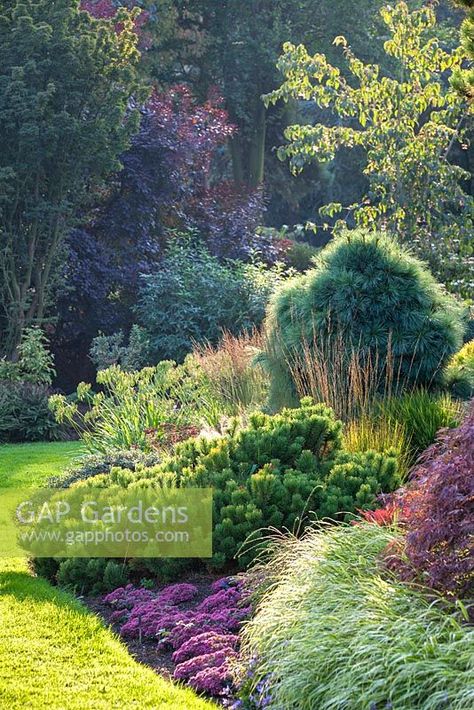 Conifers Garden, Garden Shrubs, Garden Design Ideas, Front Yard Garden, Garden Landscape Design, Garden Borders, Gorgeous Gardens, Planning Ideas, Backyard Landscaping Designs