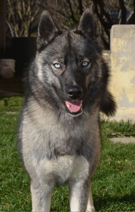 Siberian Husky Agouti, Agouti Siberian Husky, Agouti Husky, German Shepherd Husky, Siberian Husky Dog, Siberian Huskies, Animated Animals, Husky Mix, Cute Little Puppies