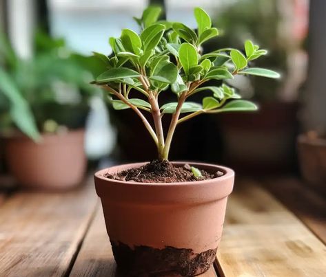 Cinnamon Tree, Organic Pest Control, Home Environment, Indoor Trees, Tropical Climate, Favorite Flowers, Garden Stuff, Growing Indoors, Garden Soil