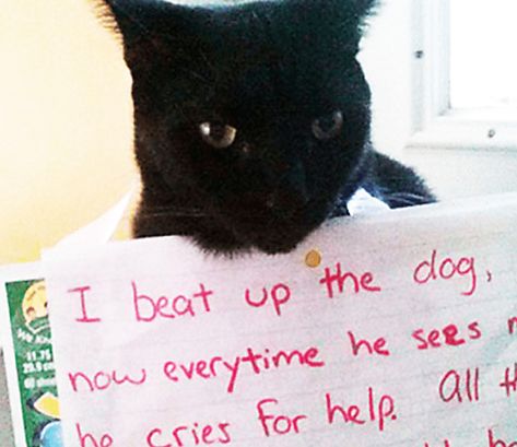 Hysterical Cat Shaming Photos That'll Help You Get Through The Week National Black Cat Day, Cat Lady Humor, Black Cat Day, Pig Care, Pig Toys, Cat Shaming, Leopard Geckos, Reptile Cage, Reptile Enclosure