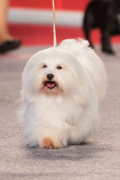 Cotton De Tulear Dogs, Coton De Tulear Haircut, Cotton De Tulear, Minion Humor, Bolognese Dog, Coton De Tulear Dogs, Dog Types, Every Dog Breed, Akc Breeds