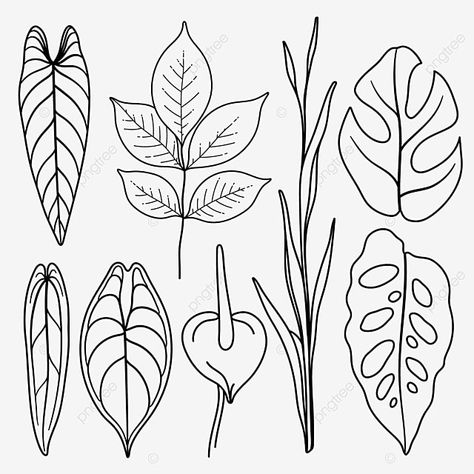 How To Draw Philodendron, How To Draw Tropical Leaves, Plant Outline Drawing, Philodendron Drawing, Plant Leaf Drawing, Tropical Plants Drawing, Drawing Tropical Leaves, Tropical Leaves Drawing, Leaves Line Drawing