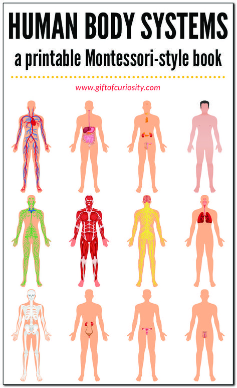 HUMAN BODY SYSTEMS BOOK: This printable, Montessori-style book about the systems of the human body features 12 different systems (skeletal system, muscular system, circulatory system, etc.). This book is designed to be super easy to assemble, and it has just the right amount of information to give kids a brief introduction to the key components of each system. #humanbody #printables #giftofcuriosity #montessori || Gift of Curiosity Human Body Systems Projects, Body Systems Project, Human Body Printables, Human Body Unit Study, Human Body System, Muscle System, Integumentary System, Human Body Unit, Math Activities For Kids