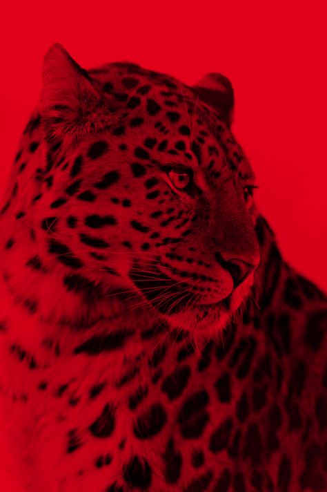 I See Red, Animal Print Wallpaper, Dark Feminine Aesthetic, Red Leopard, Picture Collage Wall, Red Cat, Red Wallpaper, Leopards, Animal Wallpaper