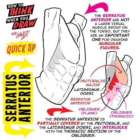 Serratus Anterior, Character Design Tips, Comic Tutorial, Concept Art Tutorial, How To Think, Anatomy Tutorial, Body Drawing Tutorial, Anatomy Sketches, Anatomy For Artists