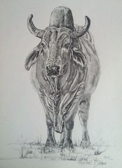 Zebu a SouthAfrican breed of cattle. Brahman Cattle Photography, Cow Photography, Dinosaur Sketch, Cowboy Artists, Cow Drawing, Bull Art, Pregnancy Art, Farm Paintings, Animal Portraits Art