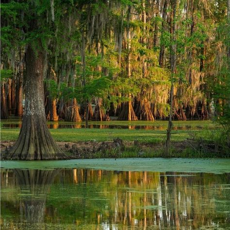 ccs16 Louisiana Photography, Louisiana Swamp, Cypress Swamp, Louisiana Bayou, Oc Aesthetic, African American Culture, Magic Forest, Cypress Trees, Earth Angel