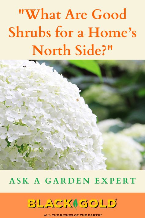 Best Shrubs For North Side Of House, Shrubs For North Side Of House, Landscaping North Side Of House, North Facing Foundation Planting, Plants For North Side Of House, North Side Of House Landscaping, Foundation Plantings For Front Of House, Shrubs Front Of House, Landscaping Shrubs