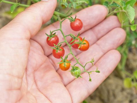 Tomato Jam Recipe, Preserving Tomatoes, Varieties Of Tomatoes, Raw Potato, Tomato Jam, American Garden, Fancy Restaurants, Garden Plots, Canning Tomatoes