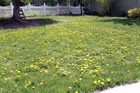 Remove dandelion weeds - chemical Reseeding Lawn, Get Rid Of Dandelions, Fall Lawn, Diy Lawn, Lawn Care Tips, Aerate Lawn, Lawn Sprinklers, Chris Loves Julia, Lawn Maintenance