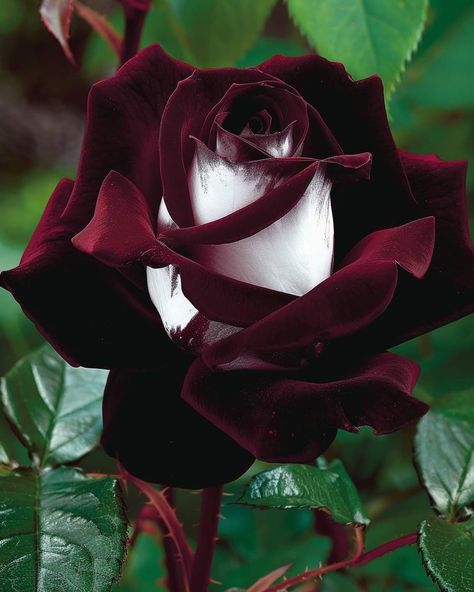 Black Baccara Roses, Black Baccara, Rare Roses, Good Morning Sweetheart Quotes, Rose Pictures, Garden Light, Rich Burgundy, Wonderful Flowers, Unusual Flowers