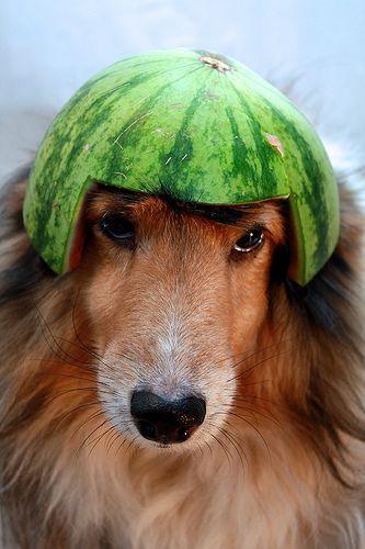 Watermelon Head Watermelon Head, Mini Watermelon, Dog Pic, Shetland Sheepdog, A Gentleman, Business Plan, Dog Pictures, Animal Pictures, Riding Helmets