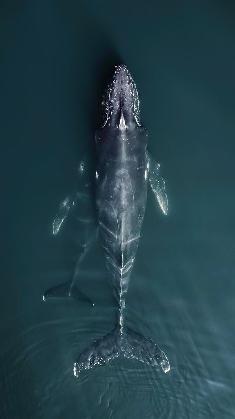 Beluga Whales, Texture Metal, Photo Texture, Ocean Wallpaper, Humpback Whale, Marine Animals, Ocean Creatures, Ocean Animals, Underwater Photography