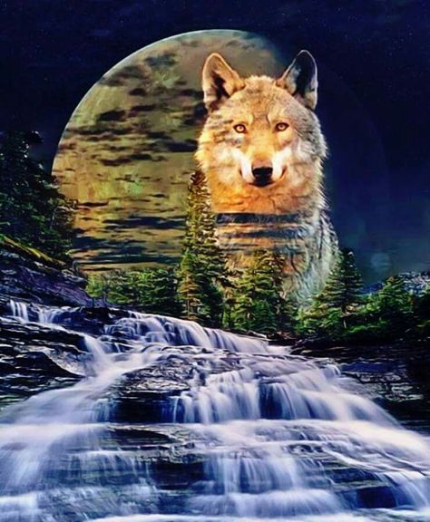 Wolf Art Fantasy, Wild Animal Wallpaper, Art Wolf, Native American Wolf, Eagle Wallpaper, Wolf Images, Wolf Photography, Wolf Artwork, Wolf Painting