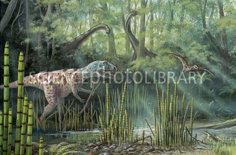 Jurassic life, artwork Prehistoric Plants, Jurassic Period, Life Artwork, Dinosaur Pictures, Alien Planet, Science Photos, Dinosaur Art, Prehistoric Creatures, Yorkshire England