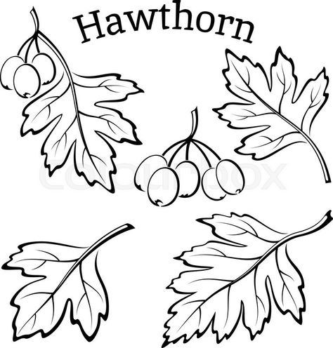 Tree Symbolism, Hawthorn Leaf, Branches With Leaves, Black Contour, Hawthorn Tree, Leaf Clipart, Leaf Drawing, Tree Leaves, Vector File