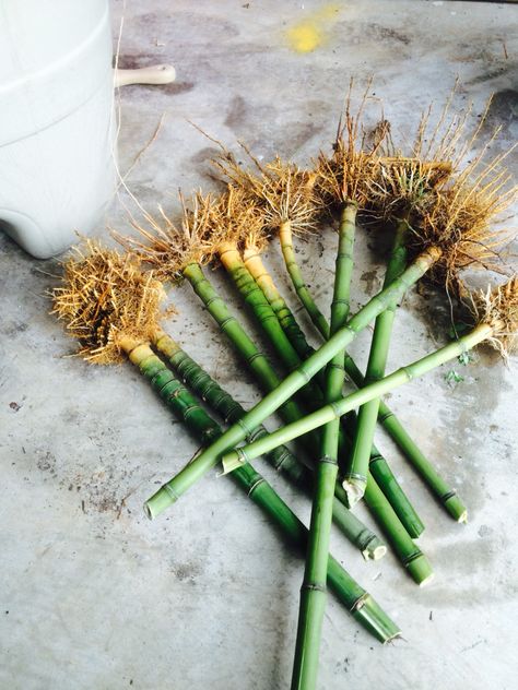 Bamboo roots Escrima Sticks, Antique Bamboo, Bamboo Roots, Hiking Sticks, Walking Canes, Asparagus, Walking