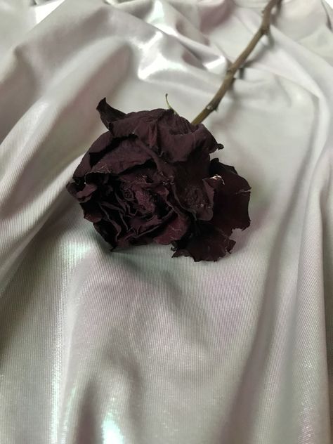 #flowers #rose #photography Francois Hardy, Withered Rose, Withered Flower, Flowers Rose, Single Rose, Rose Photography, Coven, Aesthetic Vintage, Iphone