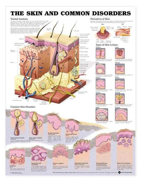 Skin Anatomy, Integumentary System, Skin Moles, Info Board, Anatomy Models, Makeup Supplies, Skin Science, Beauty Therapy, Lose Pounds