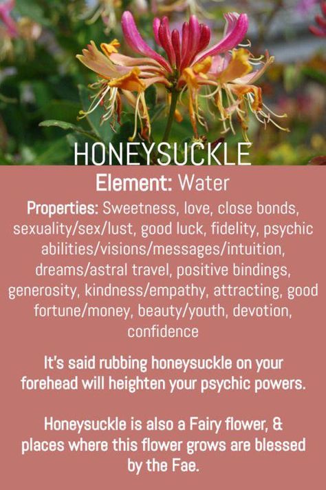 Honeysuckle Meaning, Magical Plants, Witch Stuff, Honeysuckle Flower, Witch Garden, Magic Herbs, Eclectic Witch, Magical Herbs, Natural Healing Remedies