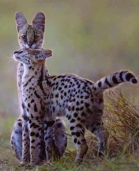 National Geographic | Boa noite 🌃 | Facebook African Serval Cat, Serval Cat, Serval Cats, Wild Animals Photography, Cat Light, Cheetahs, African Wildlife, Vintage Portraits, African Animals