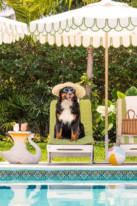 The Bernese Mountain Dog, The Colony Hotel | Gray Malin Casa Aesthetic, Palm Beach Lifestyle, Pet Advertising, Colony Hotel, The Dog Star, The Colony Hotel, Beach Inspired Decor, Perfect Things, Mexican Birthday