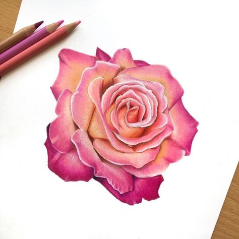 Fine colored rose sketching with pink petal, How to draw using pencil color.#rosedrawing #rose #rosesketch #flowerdrawing #drawing Rose Colour Pencil Drawing, Rose Color Pencil Drawing, Coloring Roses With Colored Pencils, Rose Pencil Art, Color Pencils Sketch, Rose Drawing With Color, Rose Colored Pencil Drawing, Colored Pencil Rose, Rose Drawing Colored Pencil